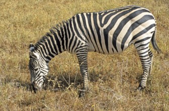 Steppe zebra (Equus quagga), Ngorongoro Crater, Tanzania, Africa, June 2000, vintage, retro, old,