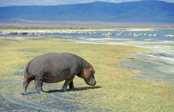Hippopotamus (Hippopotamus amphibius) in the Ngorongoro Crater, Tanzania, Africa, June 2000,