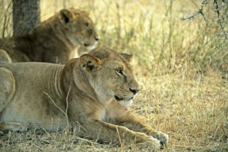 Lions (Panthera leo), Serengeti, Tanzania, Africa, June 2000, vintage, retro, old, historical