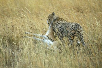 Cheetah (Acinonyx jubatus) with prey, Serengeti, Tanzania, Africa, June 2000, vintage, retro, old,