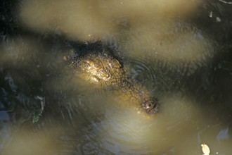 Nile crocodile (Crocodylus niloticus), crocodile farm, Victoria Falls, Zimbabwe, Africa, June 2000,