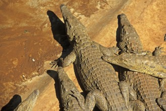 Nile crocodiles (Crocodylus niloticus), crocodile farm, Victoria Falls, Zimbabwe, Africa, June