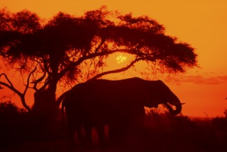 Elephant at sunrise in Amboseli National Park, orange filter, Kenya, Africa, June 2000, vintage,