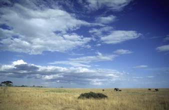 Herd of elephants (Loxodonta africana) in the Serengeti, Tanzania, Africa, June 2000, vintage,