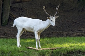 White shovel deer, fallow deer (dama dama), young animal, calf, white fur due to leucism gene