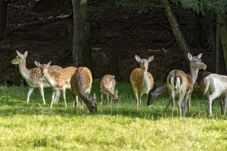 Herd of damas (dama dama) Bald deer, hinds, coloured, spotted and white due to leucism gene