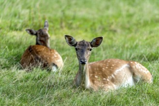 Dams (dama dama) Bald deer, hinds, resting on a meadow at the edge of the forest, Vogelsberg,