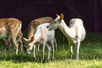 Herd of damas (dama dama) Bald deer, deer cows, coloured, spotted and white due to leucism gene