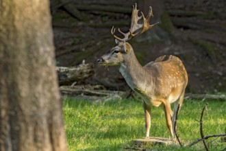 Fallow deer (dama dama), shovel deer, male, deer in a meadow at the edge of the forest, Vogelsberg,