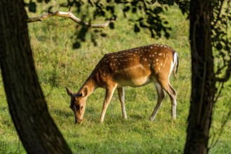 Damson (dama dama), adult doe, bare deer, eating grass, grazing on a meadow in a forest clearing,