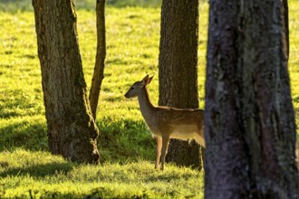 Damson (dama dama), doe, hind, young animal, calf in a meadow at the edge of the forest in