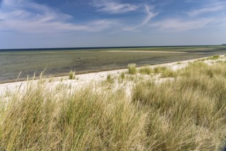 Dune landscape on the beach of the Kiel Fjord in Laboe, Schleswig-Holstein, Germany