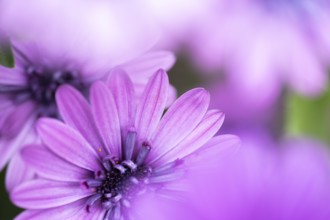 Cape basket (Osteospermum) detailed close-up of a purple flower with soft light and gently blurred