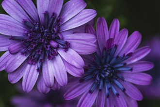 Cape basket (Osteospermum) two violet flowers in detailed close-up with dark, blue-violet flower
