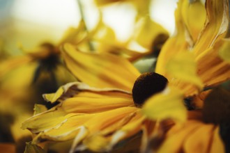 Rudbeckia hirta, detailed close-up of several yellow-orange flowers with dark flower centre and