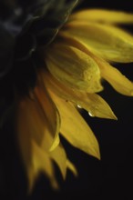 Sunflower (Helianthus annuus), detailed close-up of yellow petals with water droplets against a