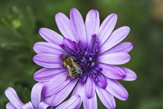Bee (Apidae) sitting on a violet flower on a cape basket (Osteospermum) in a detailed close-up in