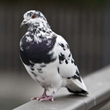 Pigeon (Columbidae) on a railing, Essen, Ruhr area, North Rhine-Westphalia, Germany