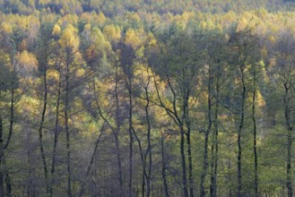 View over the autumn forest, Arnsberger Wald nature park Park, North Rhine-Westphalia, Germany