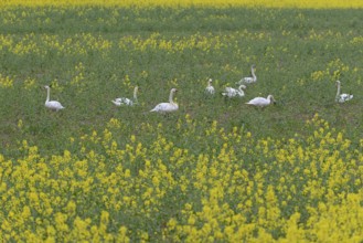Mute swans (Cygnus olor) in an intercropped field, yellow mustard (Sinapis), North