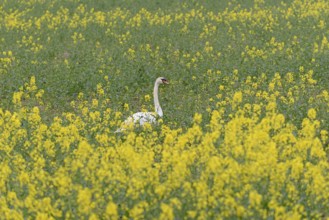 Mute swan (Cygnus olor) in an intercropped field, yellow mustard (Sinapis), North Rhine-Westphalia,