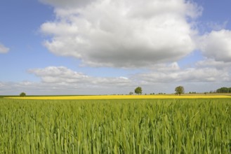 Field landscape, green grain field and flowering rape field (Brassica napus), deciduous trees, row