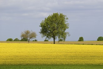 Deciduous trees, row of trees in the field landscape, green grain field and flowering rape field