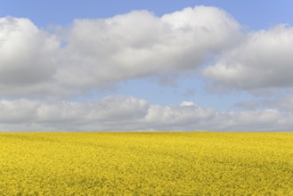 Rapeseed (Brassica napus), flowering rapeseed field, blue cloudy sky, North Rhine-Westphalia,