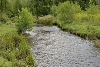 Forest stream in the Arnsberg Forest, goldenrod (Solidago) spreading along the bank,