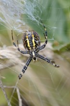 Wasp spider (Argiope bruennichi) in the web, female from the underside of the body with the