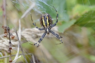 Wasp spider (Argiope bruennichi) in the web, female from the underside of the body with the