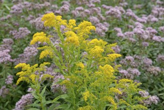 Goldenrod (Solidago) and Hemp agrimony (Eupatorium cannabinum) in bloom, Arnsberg Forest nature
