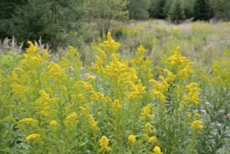 Goldenrod (Solidago) in bloom, Arnsberg Forest nature park Park, North Rhine-Westphalia, Germany
