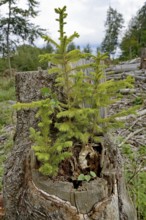 Spruce (Picea abies), young trees growing on a sawn-off and rotten spruce trunk, natural