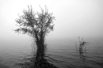 Hennesee, willows (Salix) in the fog, black and white, Hennetalsperre, Naturpark