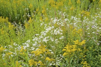 Erigeron annuus (Erigeron annuus) and goldenrod (Solidago) in bloom, Arnsberg Forest nature park