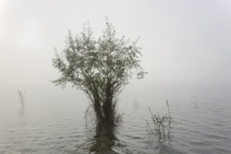 Hennesee, willows (Salix) in the fog, Hennetalsperre, Naturpark Sauerland-Rothaargebirge, North
