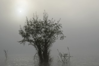 Hennesee, willows (Salix) in the lake, morning sun shining through the dense fog, Hennetalsperre,