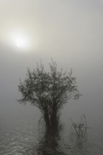 Hennesee, willows (Salix) in the lake, morning sun shining through the dense fog, Hennetalsperre,