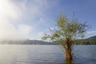 Hennesee, willow (Salix) in the lake, rising fog, blue sky, Hennetalsperre, Naturpark