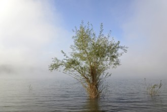 Hennesee, willows (Salix) in the lake, rising fog, blue sky, Hennetalsperre, Naturpark