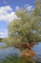 Hennesee, willow (Salix) in the lake, blue cloudy sky, Hennetalsperre, Naturpark