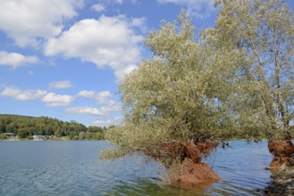 Hennesee, willows (Salix) in the lake, blue cloudy sky, Hennetalsperre, Naturpark