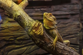 Central bearded dragon, or pogona vitticeps, resting comfortably on a branch within its terrarium,