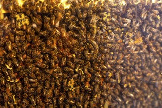 Numerous honey bees busily working on a honeycomb within a beehive create a captivating close up