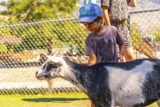 Young boy wearing a blue cap pets a black and white goat at a children's zoo in kamloops, british