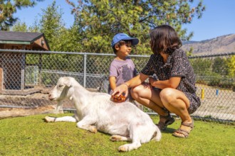 Mother and son are bonding while brushing a goat relaxing on the grass at a petting zoo in