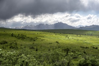 Tundra and mountain landscape with dramatic cloudy sky, Denali National Park, Alaska, USA