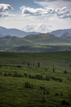 Tundra and glaciated peak of Denali or Mount McKinley, mountainous landscape, Denali National Park,