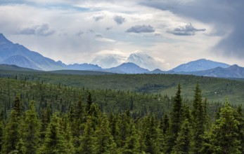 Boreal coniferous forest, taiga and white peak of Denali or Mount McKinley, mountainous landscape,